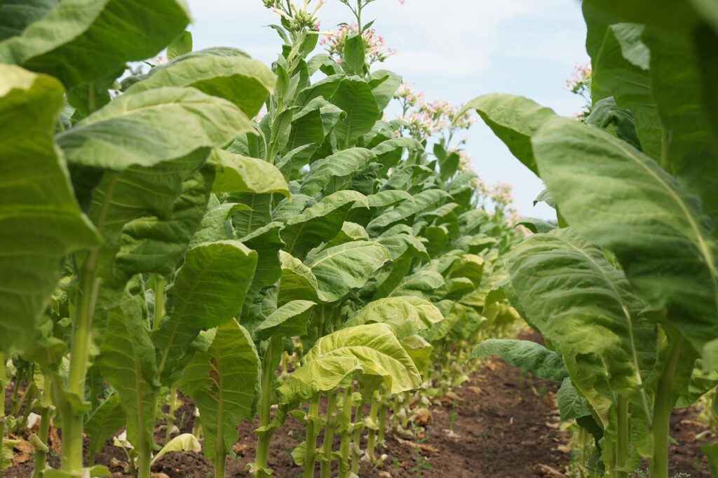 Tabac - Campagne en Périgord Noir