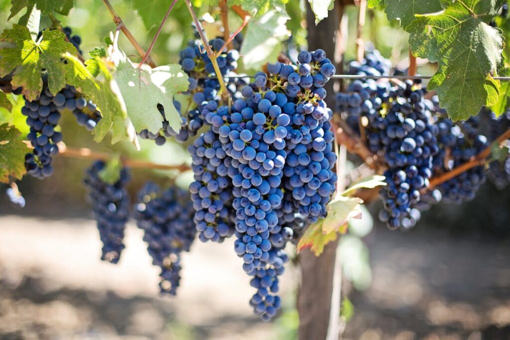 Vignes - Campagne en Périgord Noir